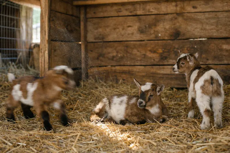Baby goat kids in a warm sheltered pen with heat lamp
