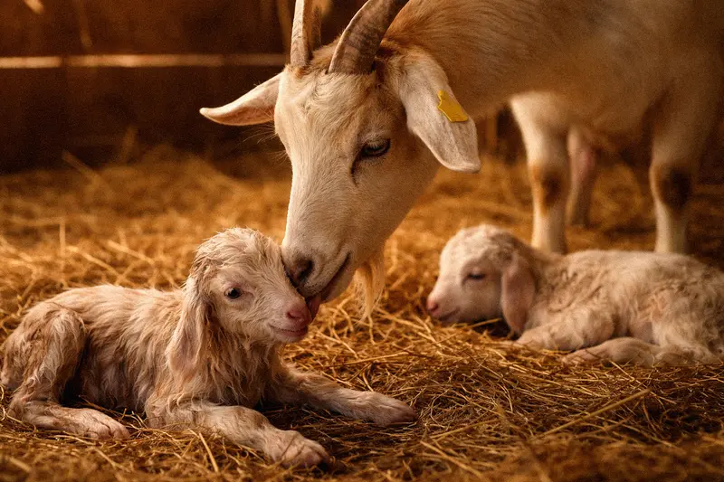 Mother doe cleaning her newborn kid after kidding in a barn