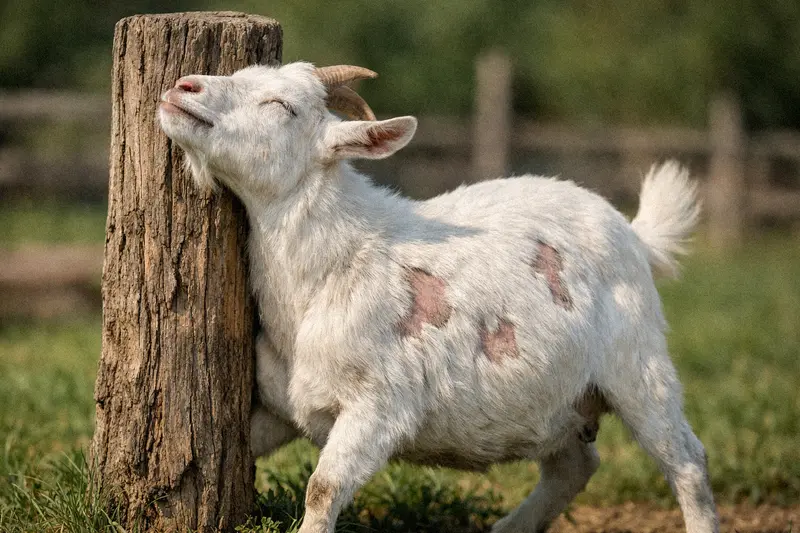 Goat scratching against a wooden fence post due to lice