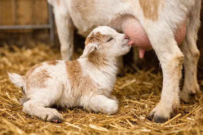 Newborn goat kid nursing from its mother in a clean kidding stall