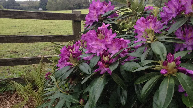 Rhododendron bush near a goat pasture fence line