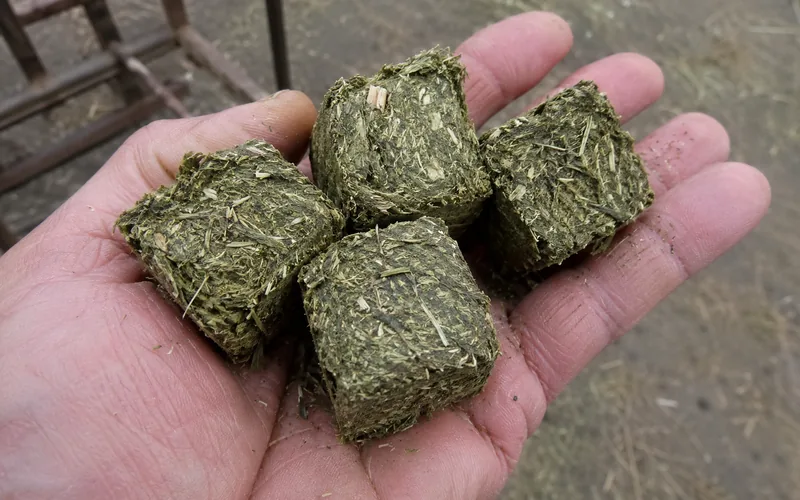 Close-up of alfalfa hay cubes held in an open hand