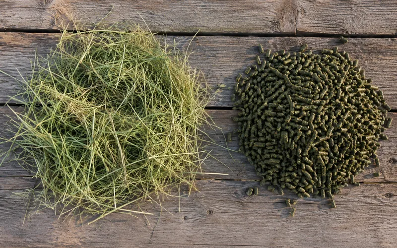 Loose long-stem alfalfa hay beside a pile of compressed alfalfa pellets for comparison