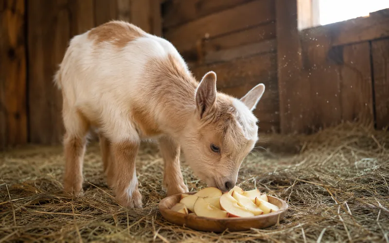 A young kid goat nibbling thin apple slices from a wooden feeding dish in a sunlit barn stall
