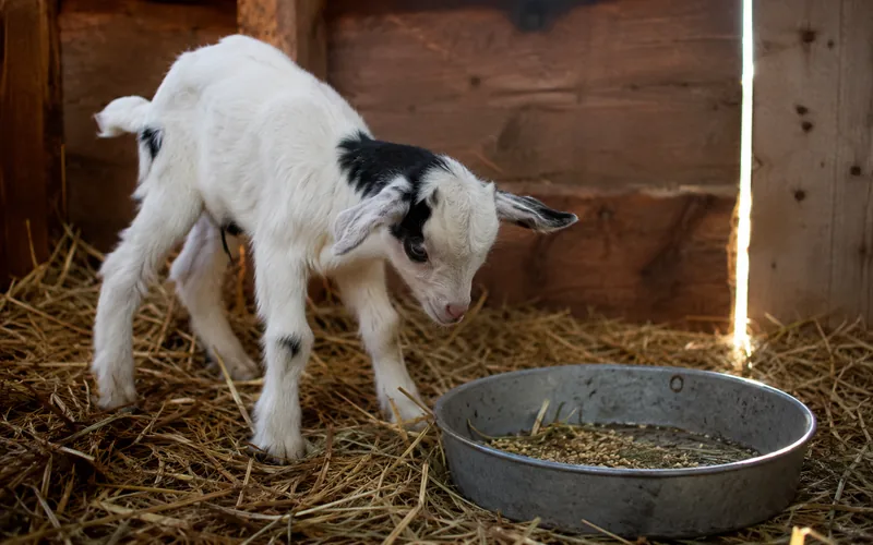 A young goat kid standing beside a feed dish in a straw-bedded barn stall
