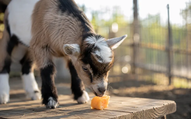 Baby goat kid nibbling a piece of cantaloupe
