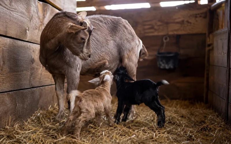 Two young goat kids beside their doe in a clean barn stall, nursing