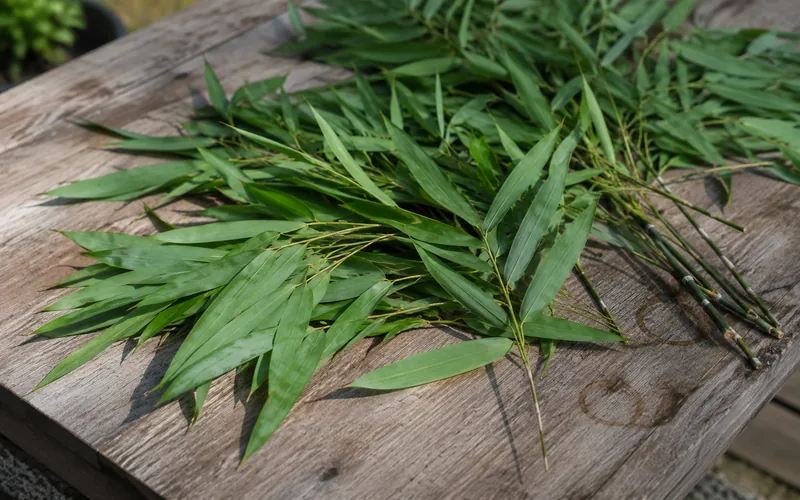Fresh bamboo leaves arranged for a fodder nutrition analysis on a wooden bench