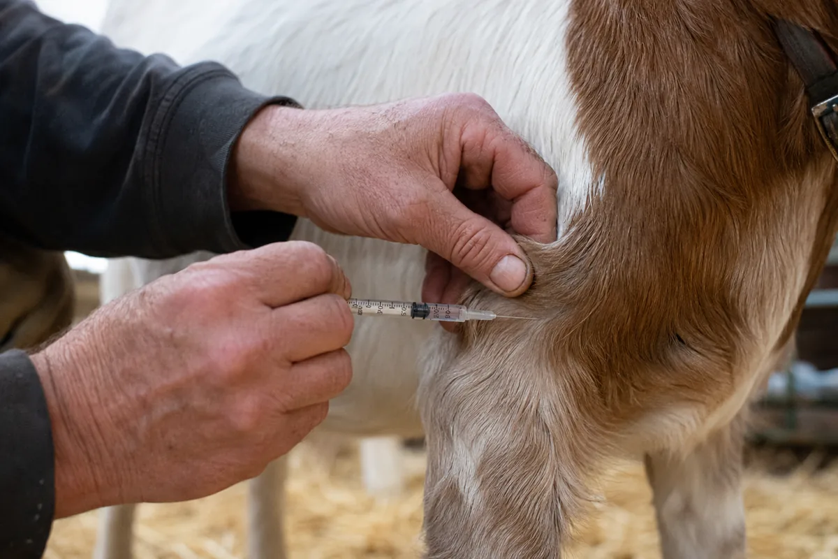 Giving a goat a subcutaneous injection by tenting the loose skin behind the front leg