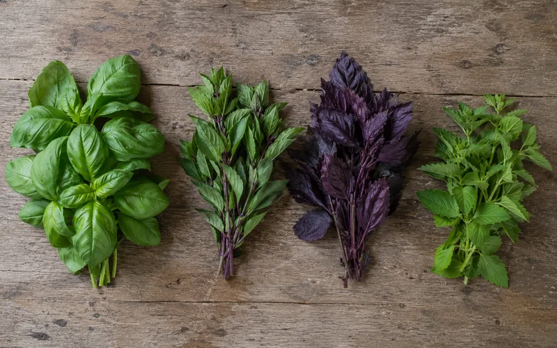Sweet, Thai, purple, and holy basil varieties laid out side by side on a table