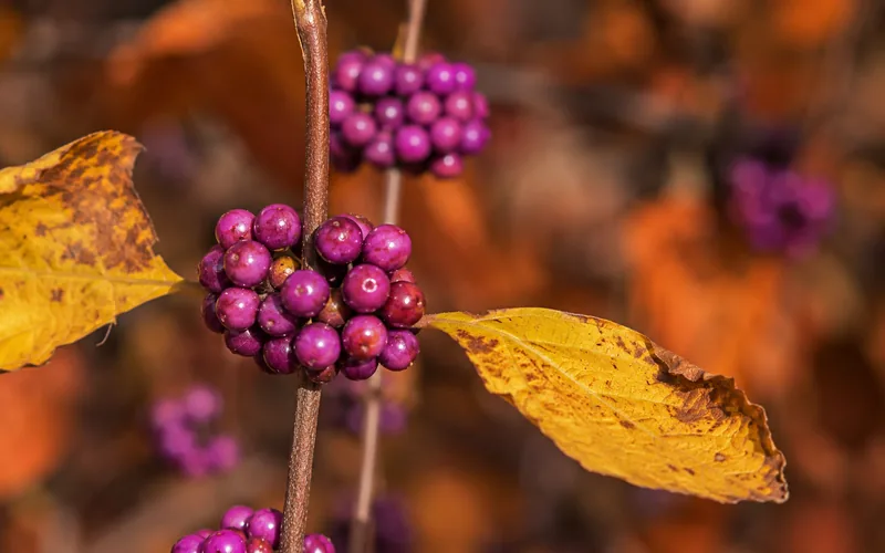 American beautyberry purple berry clusters encircling stem in autumn