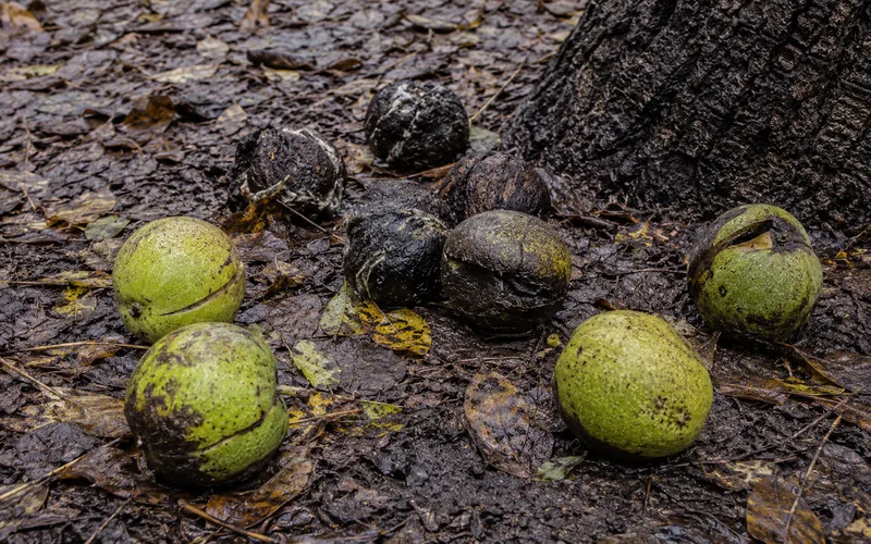 Fallen black walnuts with green hulls and darkening rotting husks scattered on the ground beneath a tree