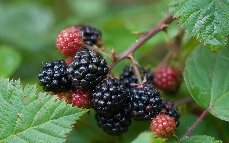 Close-up of a cluster of ripe and unripe blackberries on the cane with green leaves