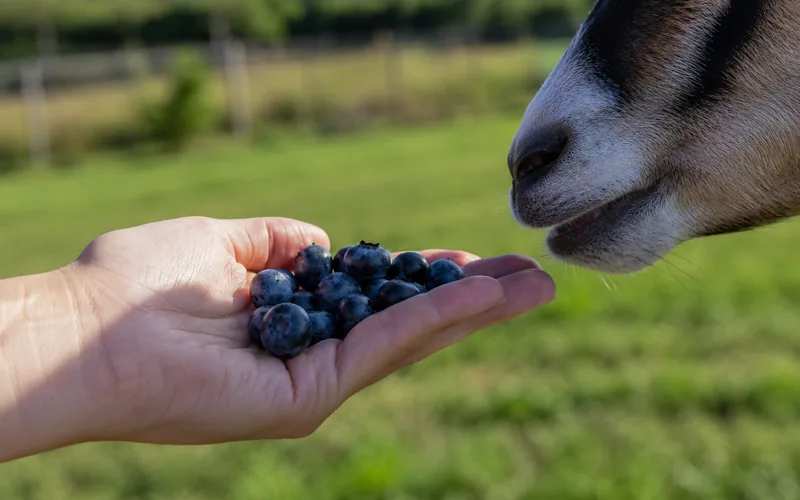 A person's open hand offering a small pile of blueberries to a curious goat