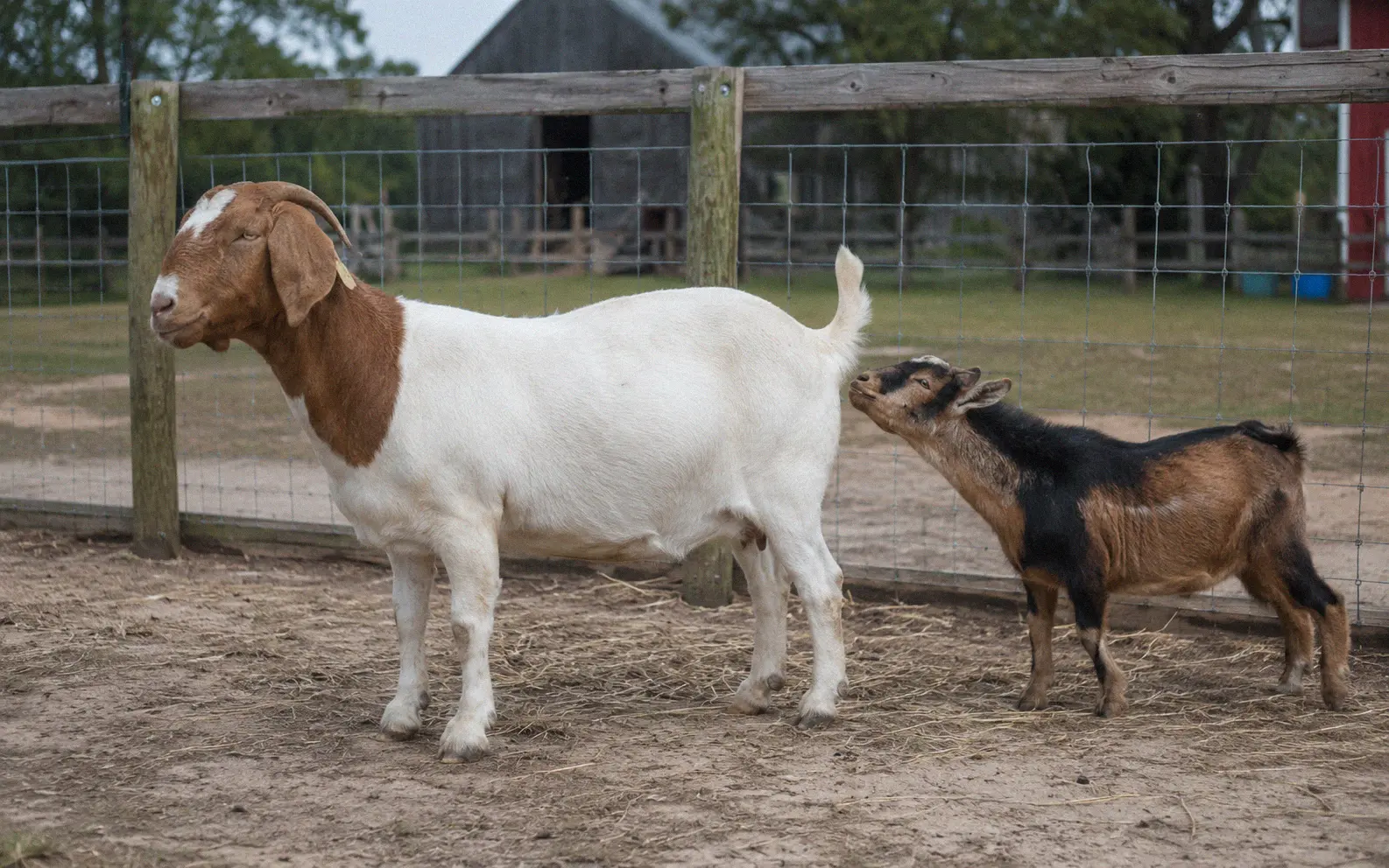 Boer doe standing calmly while a smaller Nigerian Dwarf buck approaches her in a fenced breeding pen