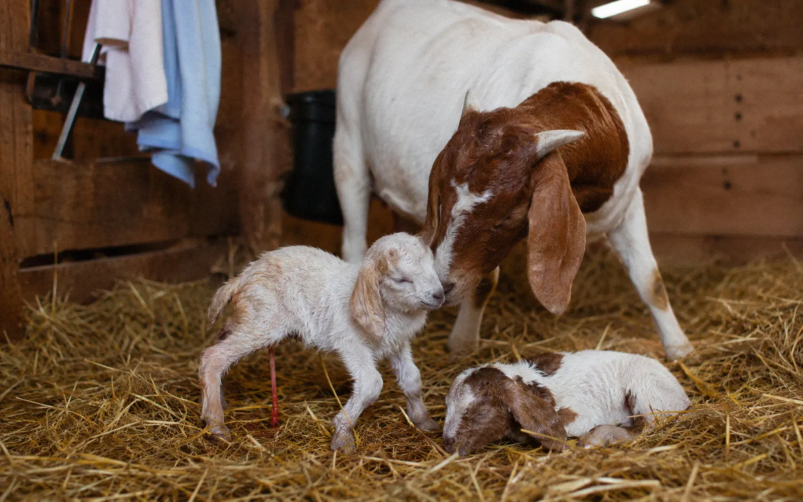 Boer doe with newborn Nigerian x Boer cross twin kids in a clean kidding stall
