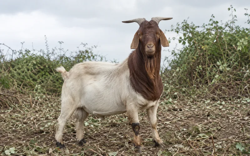 A hardy Spanish-type brush goat standing in a cleared area of cut blackberry canes