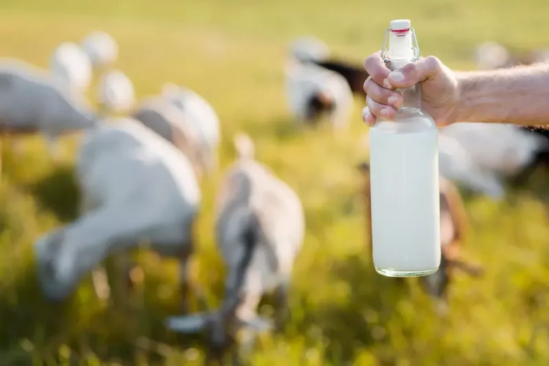 Can 1 Year Old Drink Goats Milk? A Complete Guide for Parents