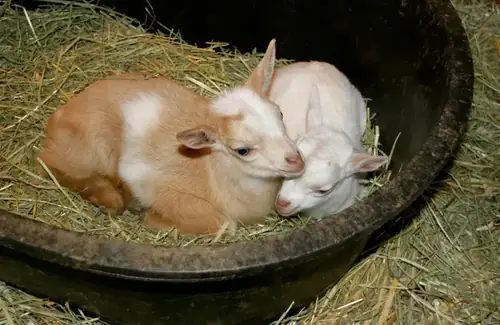 Eight week old baby goats playing together in a group pen
