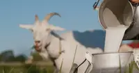 Can a Baby Have Powdered Goats Milk? What Parents Need to Know
