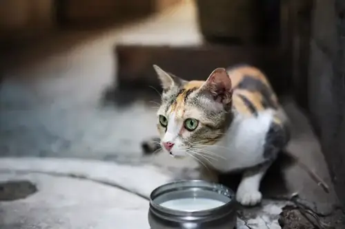 Cat drinking goat's milk from a saucer on a farm