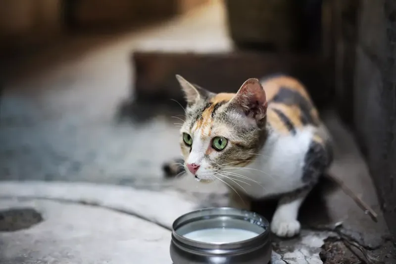 Cat drinking goat's milk from a saucer on a farm