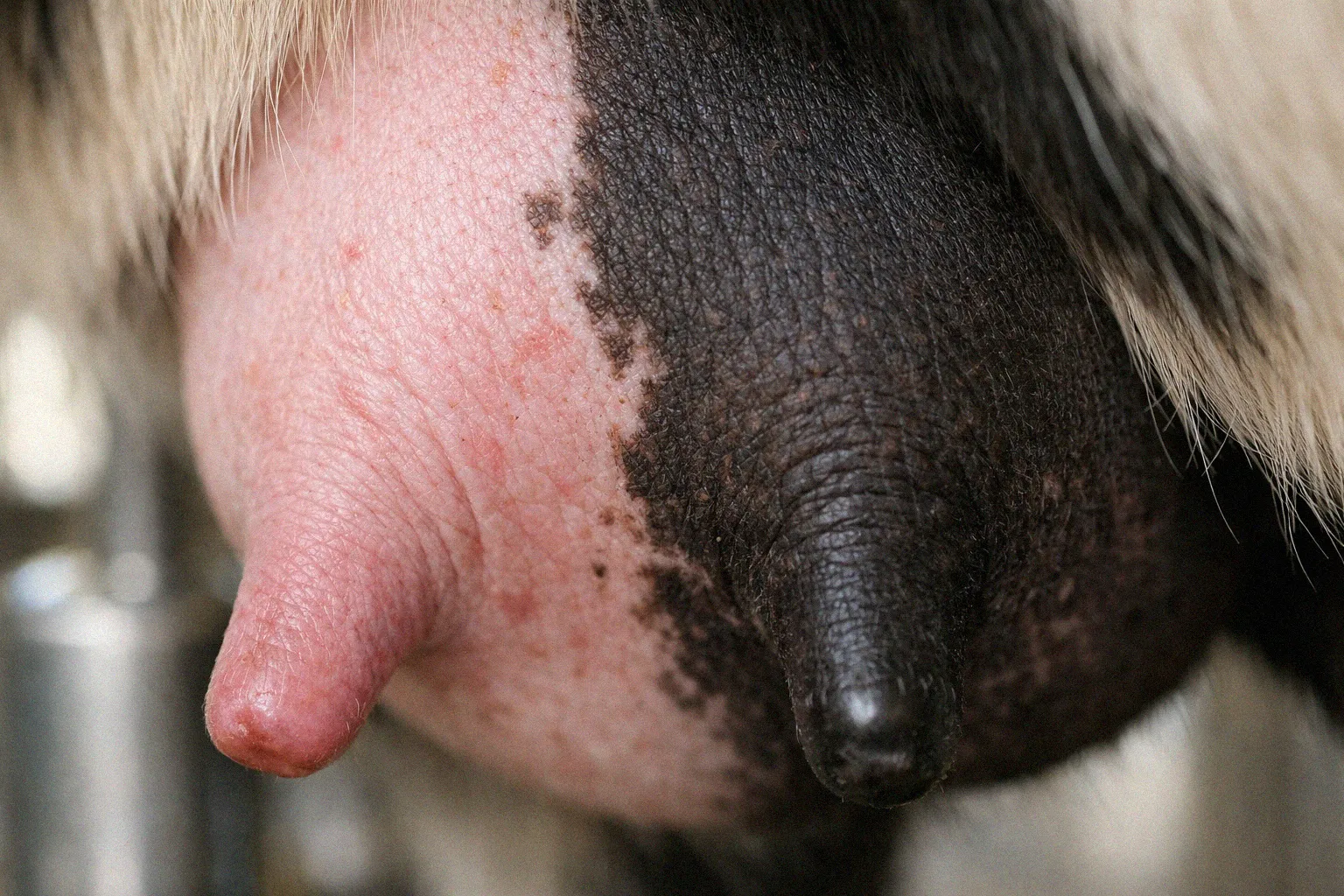 Close-up of a dairy goat udder showing natural pink and dark brown pigmentation variation on the same udder