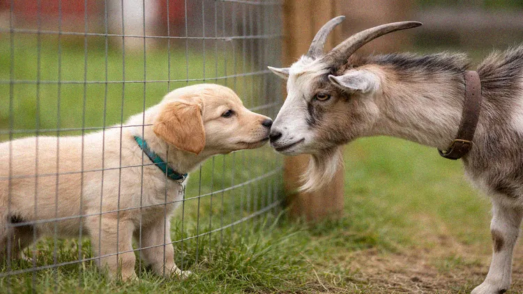 Goat and dog sharing a fenced pasture area