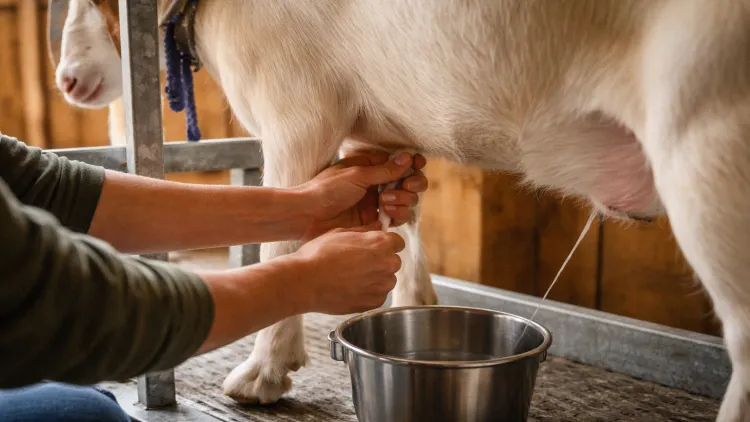 Hands milking a dairy goat on a metal milking stand with a stainless steel pail