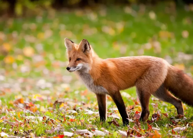 Fox near a goat pasture at dusk