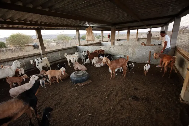 Can a Goat Barn Be 12x12? Complete Size and Layout Guide by Breed