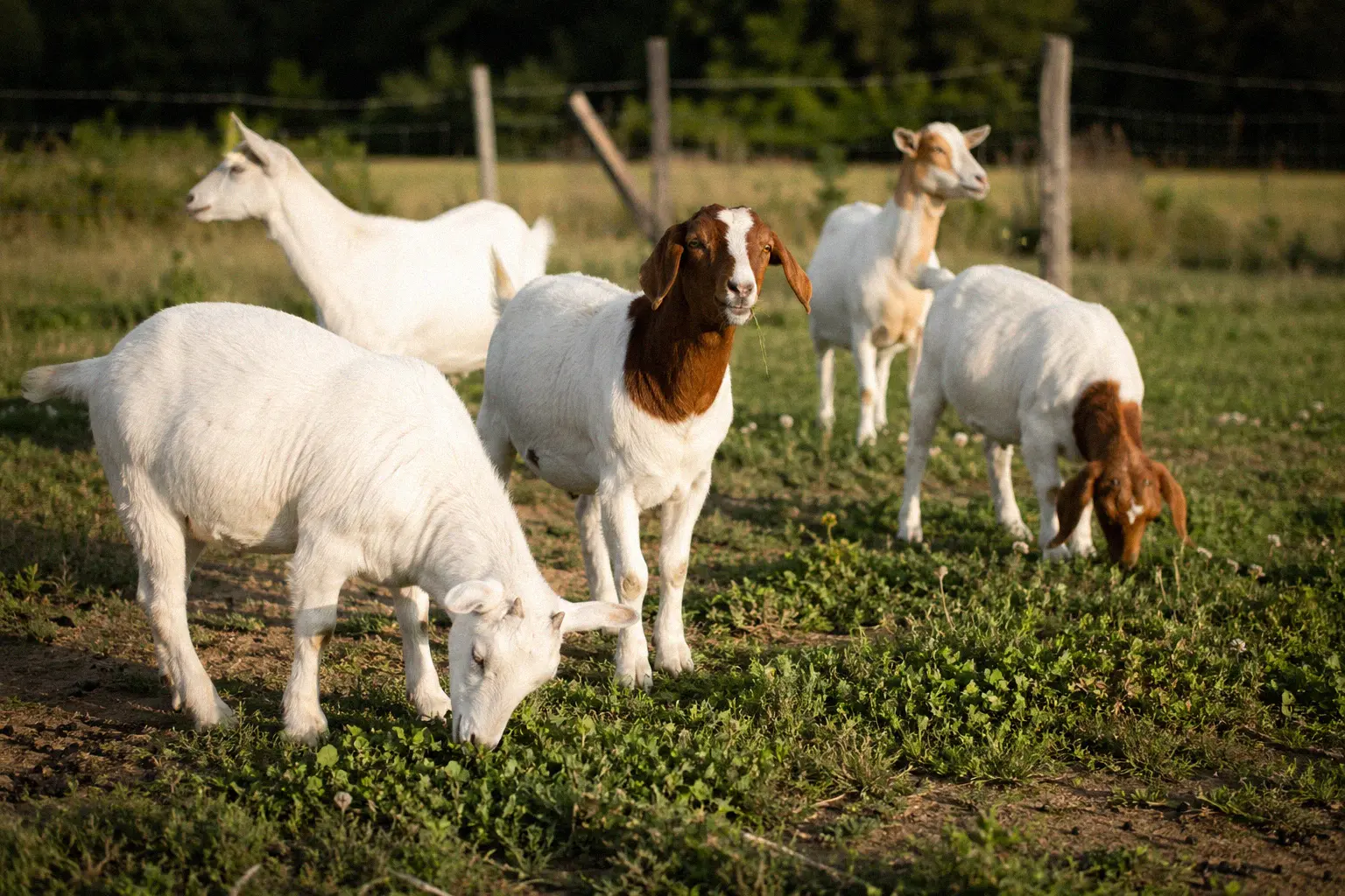 Goats browsing freely in a fenced pasture on a mild afternoon