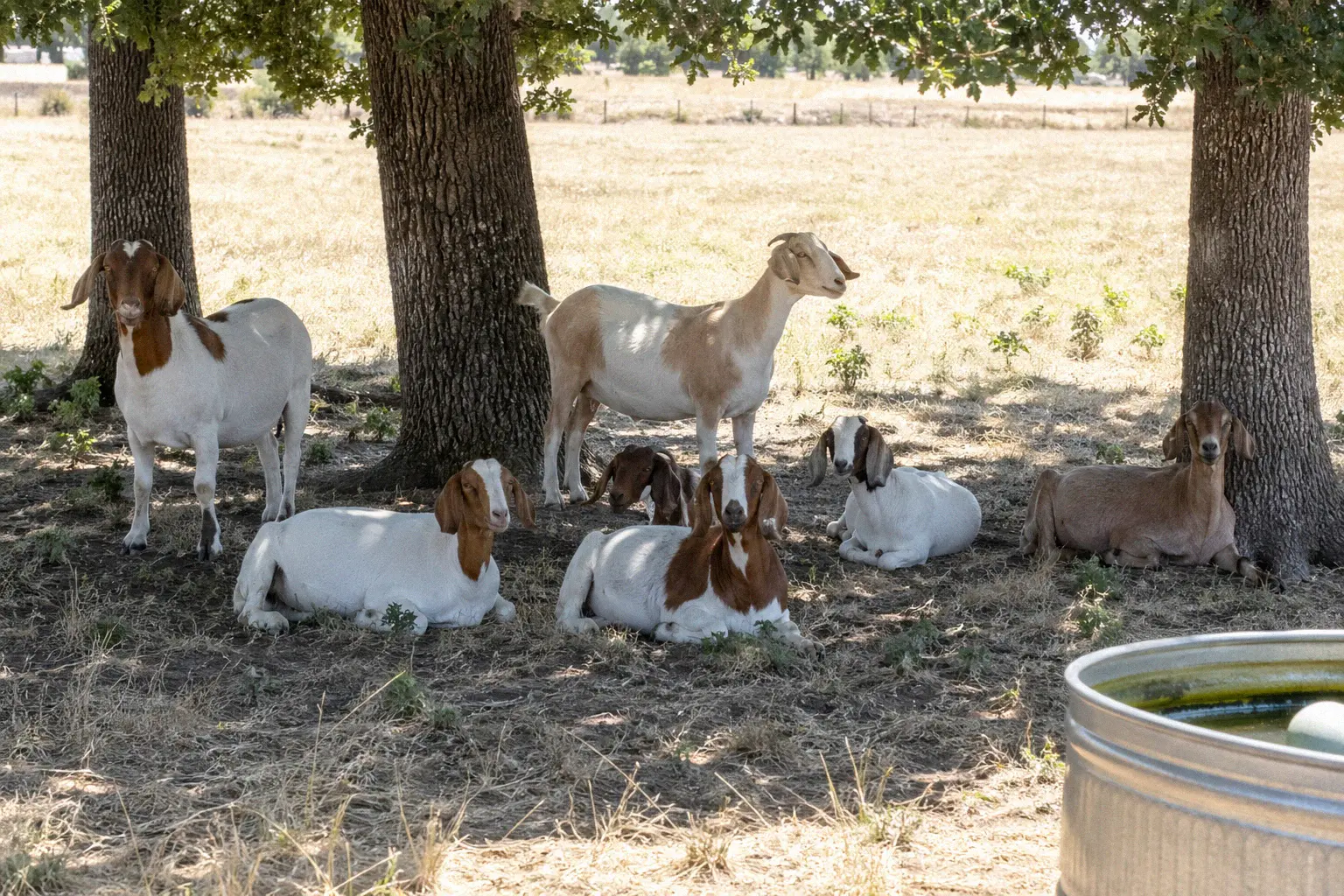 A mixed herd of Boer and dairy goats resting under shade trees in summer