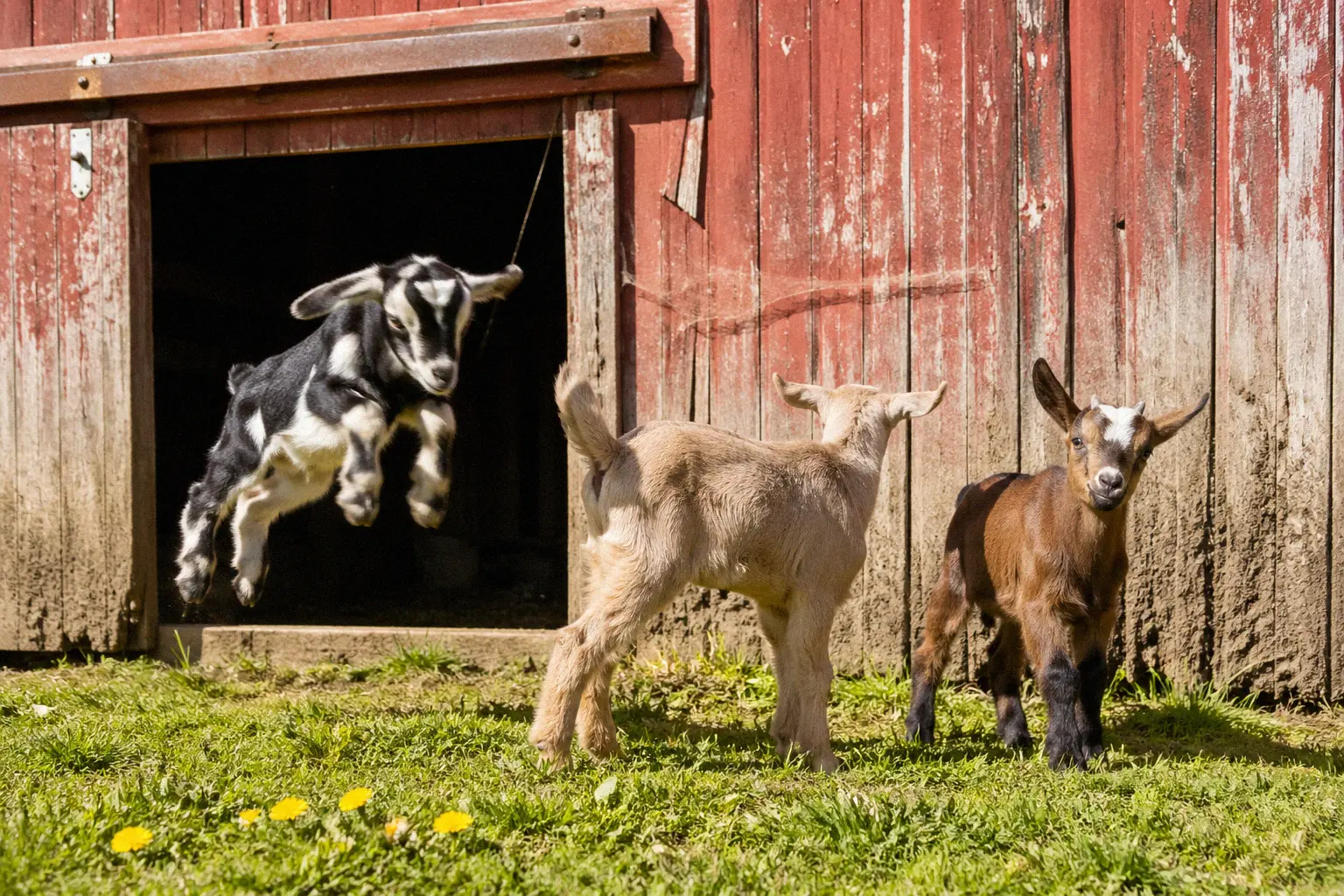 Young goat kids playing near a barn entrance on a spring morning