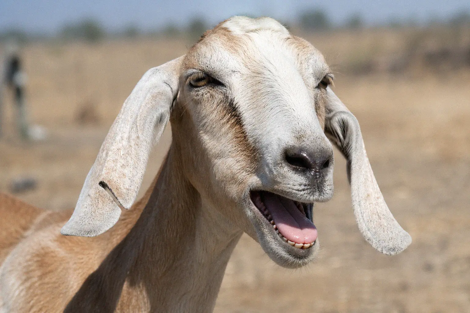 A goat panting with its mouth open showing signs of heat stress on a hot day