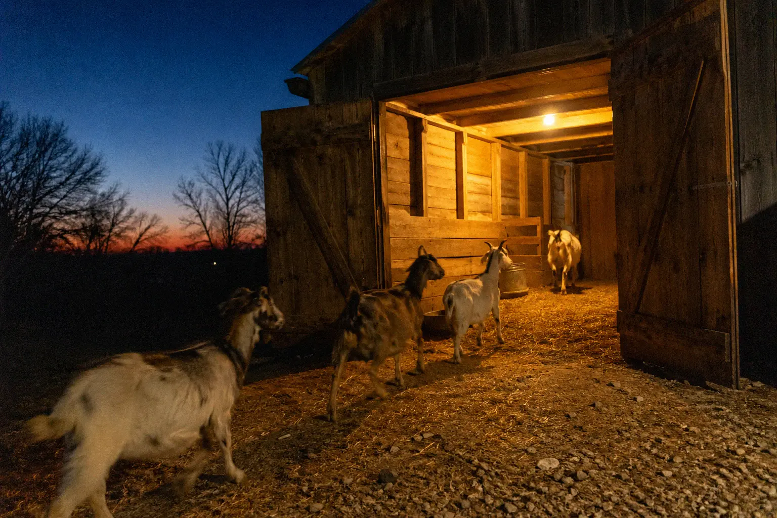 A secure barn with the door open at twilight as goats file inside for the night