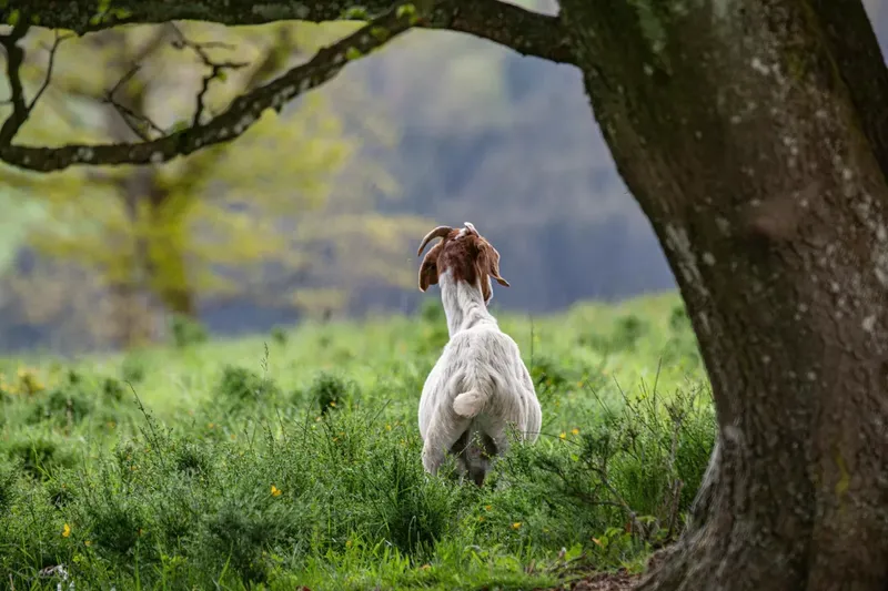 Can a Goat Be Left Out for Hours? Safe Duration Guide by Breed, Age, and Season