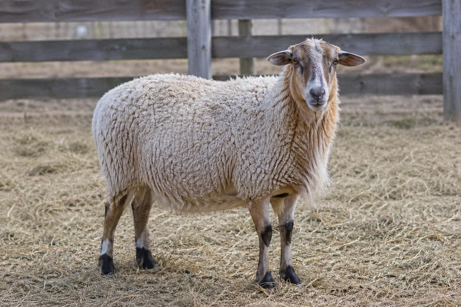 A rare geep hybrid with a woolly sheep-like body and goat-shaped head standing in a rustic farmyard
