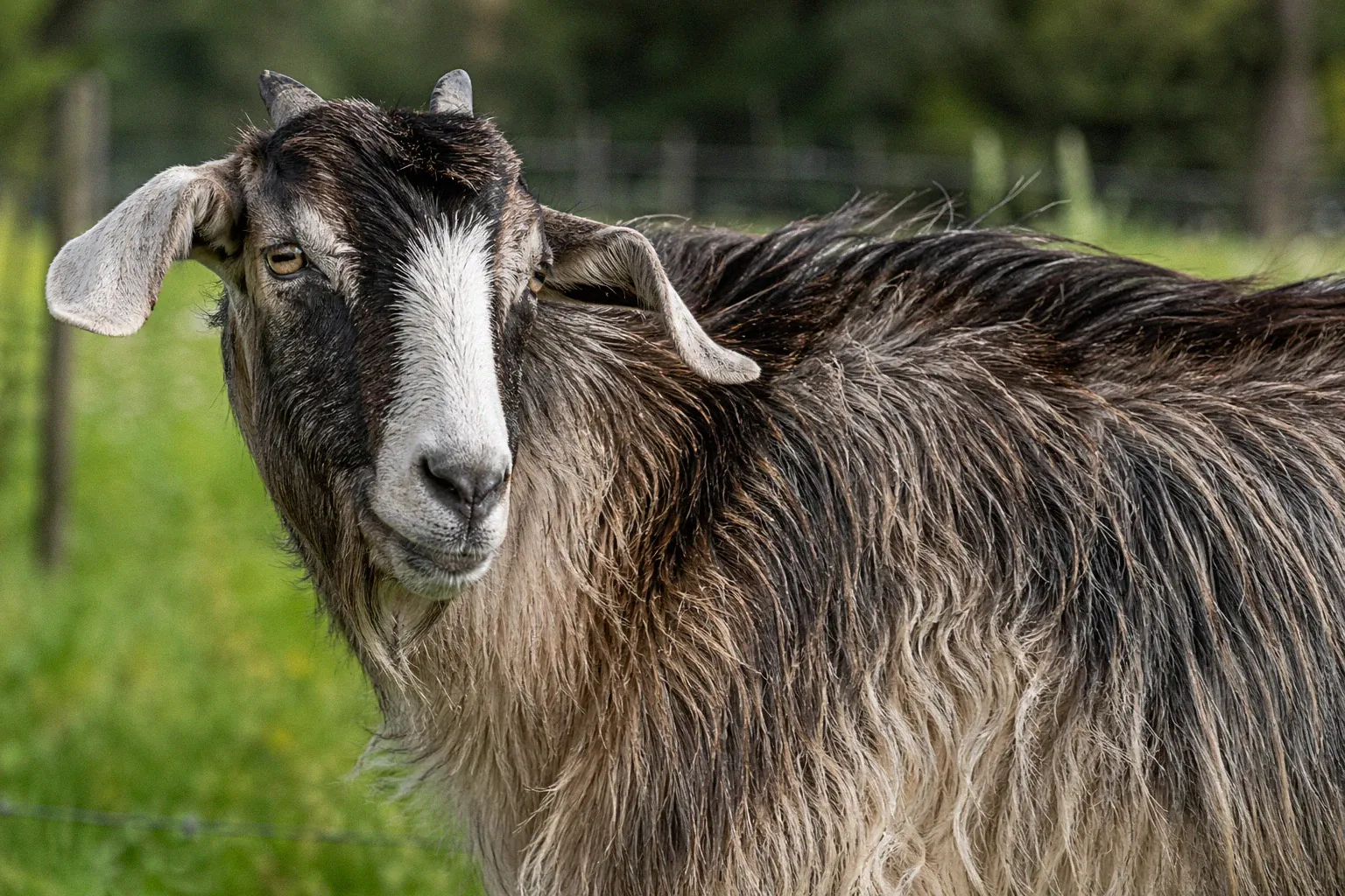 A geep with a mixed coat of coarse goat hair and soft sheep wool standing in a green paddock