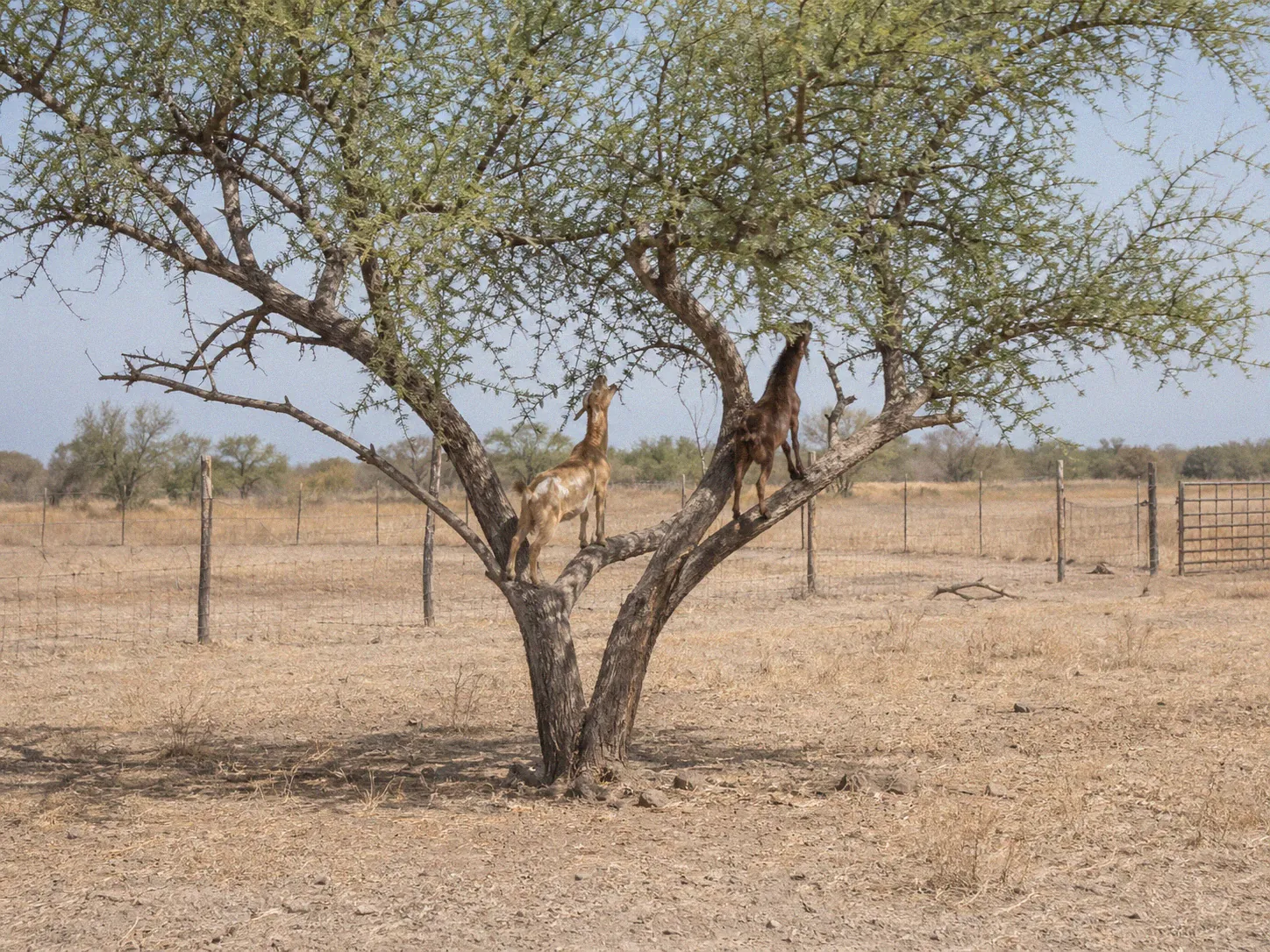 Two goats browsing on leaves from the lower branches of a tree in a dry pasture with golden grass