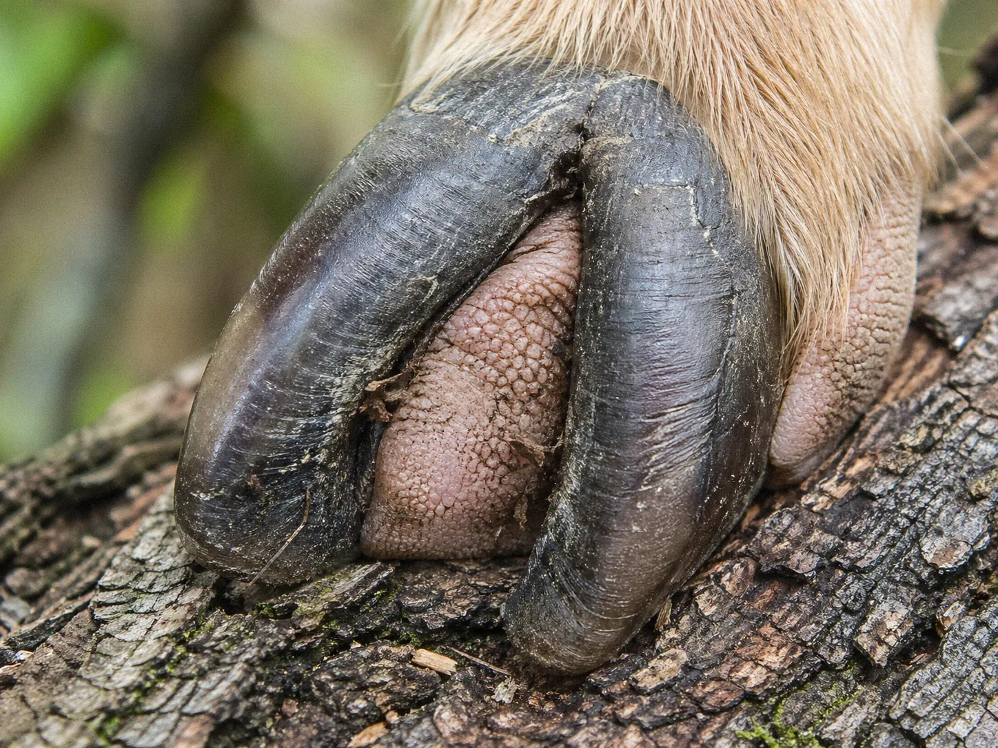 Close-up of a goat's split hoof gripping the rough bark of a thick tree branch