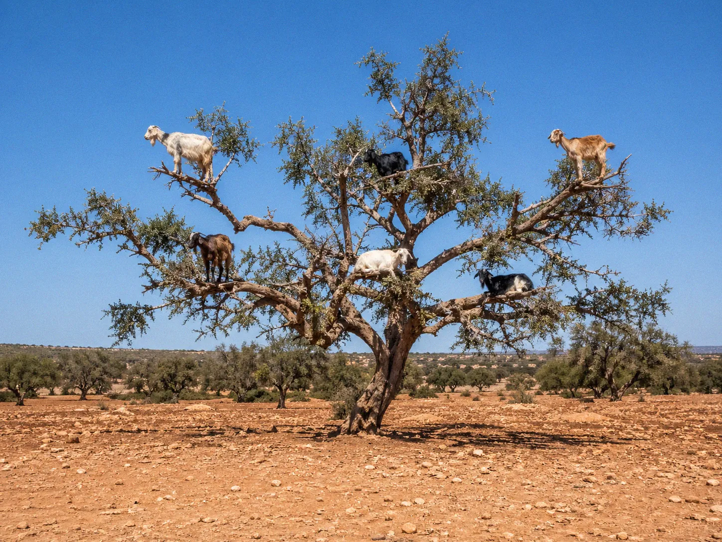 Several goats perched in the branches of a large argan tree against Morocco's dry landscape