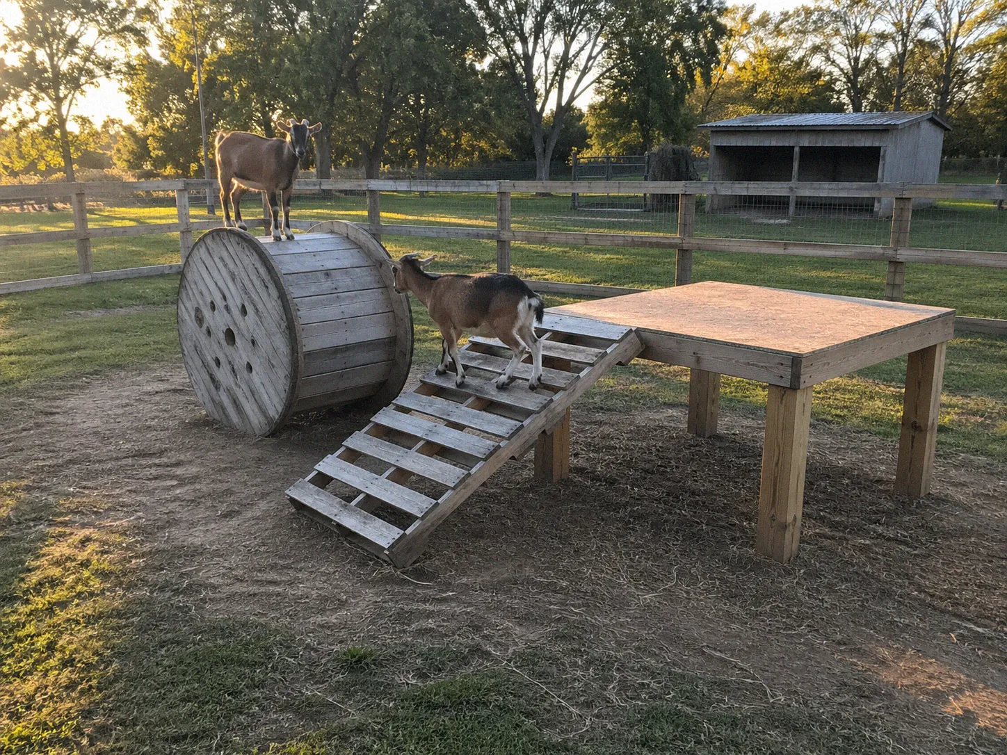 Wooden spool and stacked pallet climbing structures in a goat enclosure with two goats standing on the raised platforms