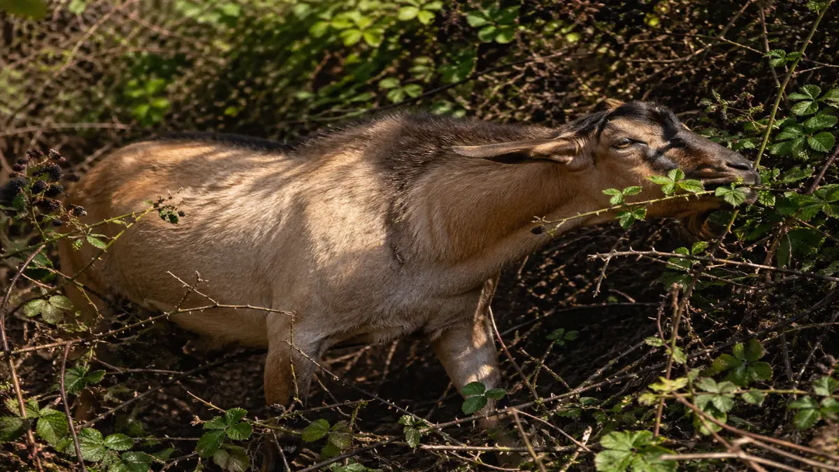 Spanish goat browsing through dense thorny brush