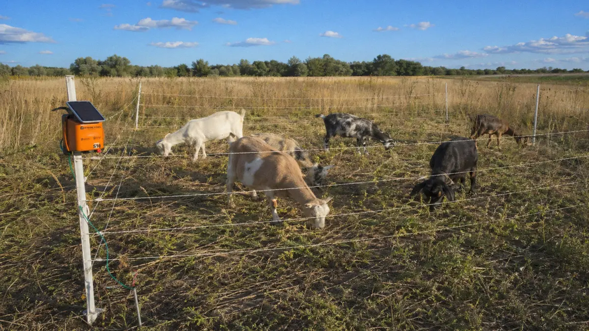 Portable electric fence containing goats in a sticker clearing paddock