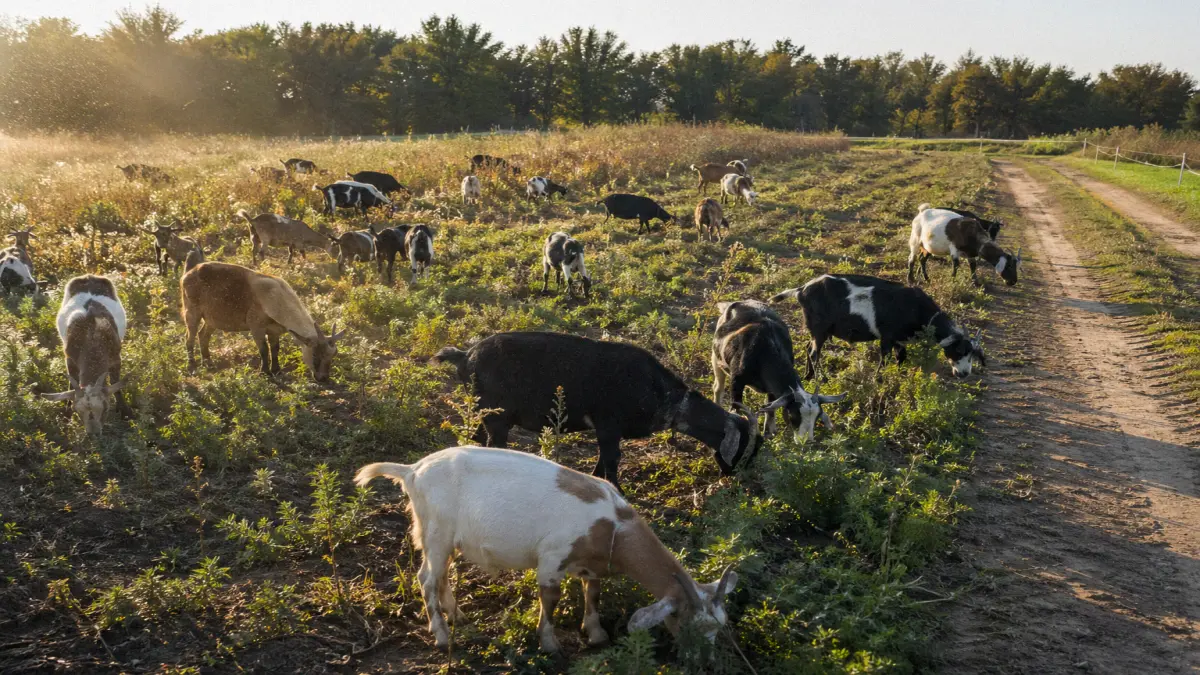 Herd of goats grazing through a sticker-infested field