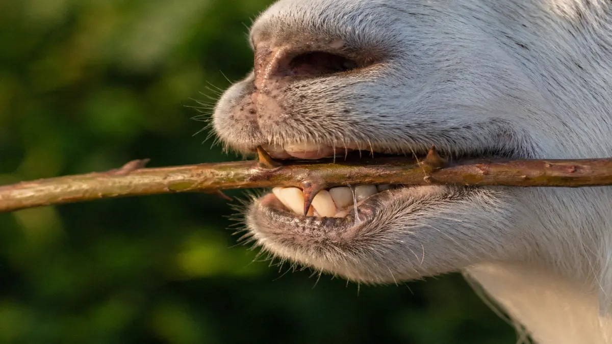 Close-up of a goat browsing on thorny brush