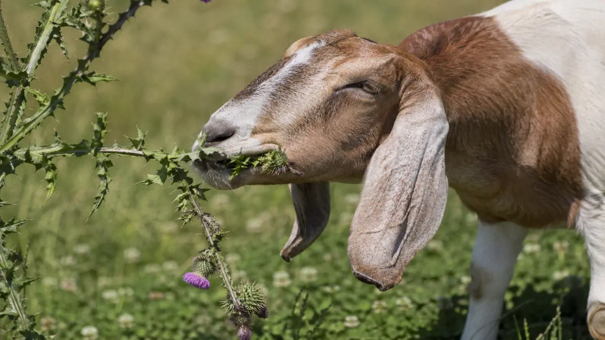 Goat eating a thistle plant in a pasture