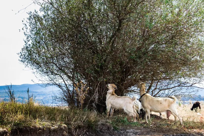 Can a Goat Eat Sticker Bushes? Every Thorny Species Explained