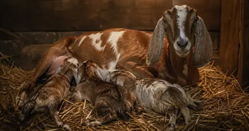 Can a Goat Feed Quads? Breed Limits, Milk Math, and Feeding Plans